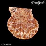 Image of Leptopecten Verrill 1897