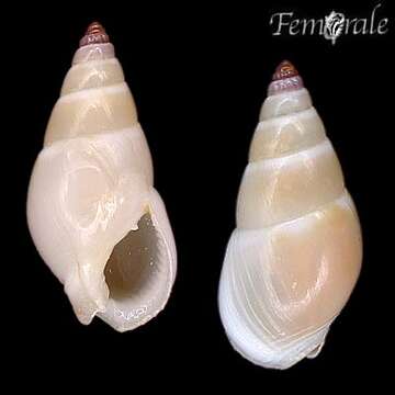 صورة Nassarius tateyamensis Kuroda 1929