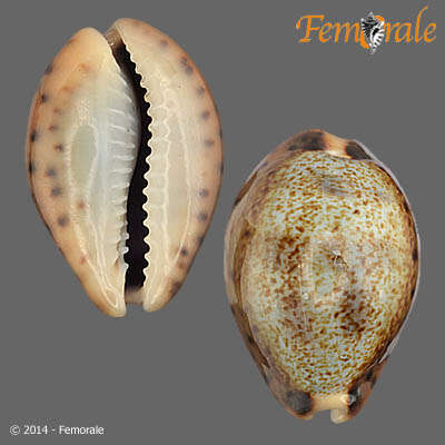 Image of Pseudozonaria Schilder 1929