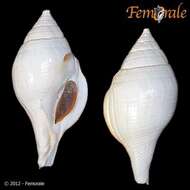 Image of Turbinellidae Swainson 1835