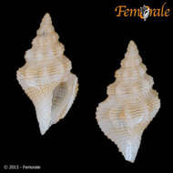 Imagem de Clathurellidae H. Adams & A. Adams 1858