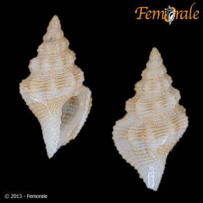 Imagem de Clathurellidae H. Adams & A. Adams 1858