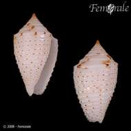 Image of Conasprella Thiele 1929