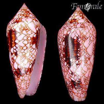 صورة Conus legatus Lamarck 1810