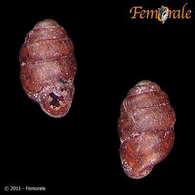 Image of whorl snails