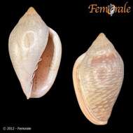 Image of Marginella Lamarck 1799