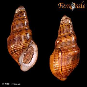 Image of Aylacostoma stigmatica Scott 1954