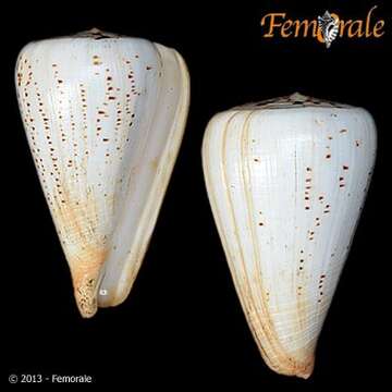 Image of cone snails