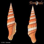 Image of Turbinelloidea Rafinesque 1815