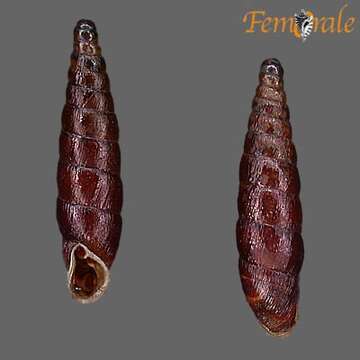 Image of Clausilia Draparnaud 1805