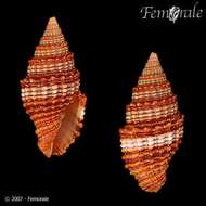 Image of Turbinelloidea Rafinesque 1815