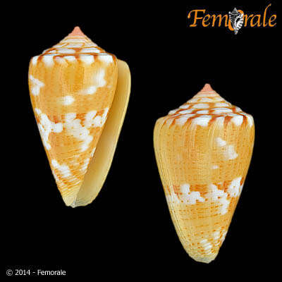 Image of Conus ziczac Megerle von Mühlfeld 1816