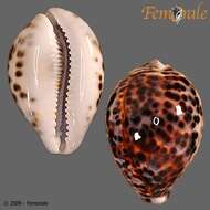 Image of tiger cowrie