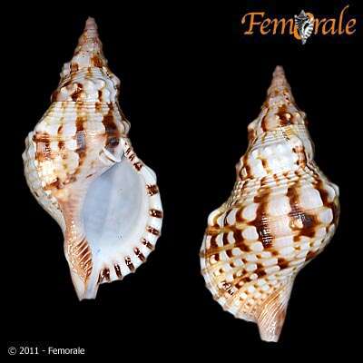 Image of triton shells