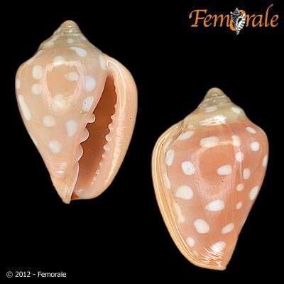 Image of Marginella Lamarck 1799