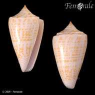 Image of Conus sunderlandi Petuch 1987