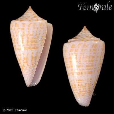 Image of Conus sunderlandi Petuch 1987