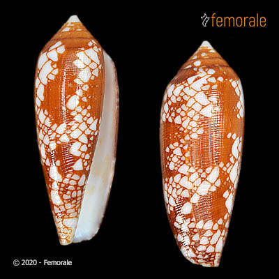 Image of Conus Linnaeus 1758