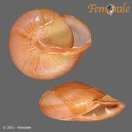 Image of Pleurodontidae