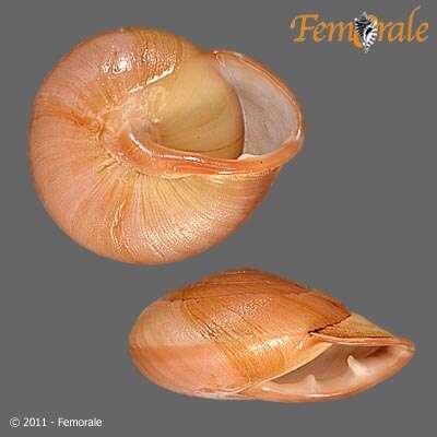 Image of Pleurodontidae
