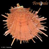 Image of Spondylus reesianus G. B. Sowerby Iii 1903