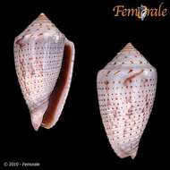 Image of Conasprella Thiele 1929