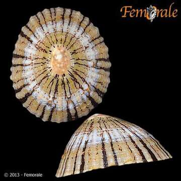 صورة Nacellidae Thiele 1891