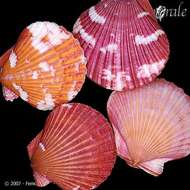 Aequipecten commutatus (Monterosato 1875)的圖片