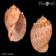 Image of Harp Snails