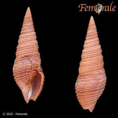 Image of Turridae H. Adams & A. Adams 1853