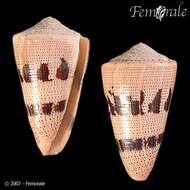 Image of cone snails