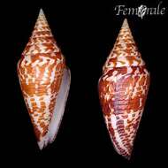 Image of cone snails