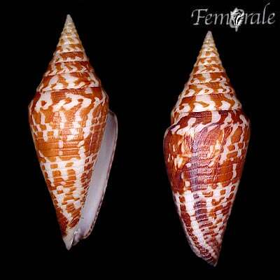 Image of cone snails