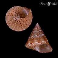 صورة Calliostoma fernandezi Princz 1978