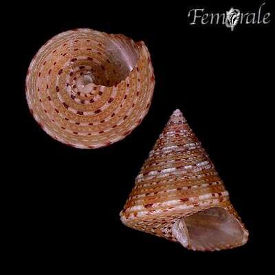 صورة Calliostoma fernandezi Princz 1978