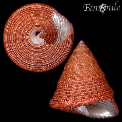 صورة Calliostoma alternatum (Millet 1865)