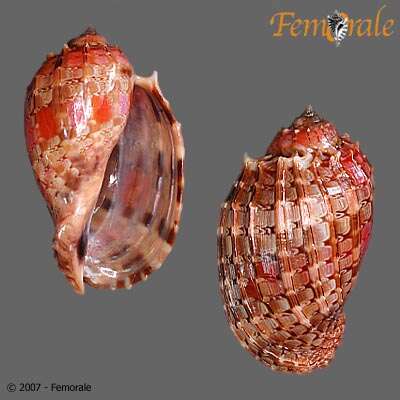 Image of Harp Snails