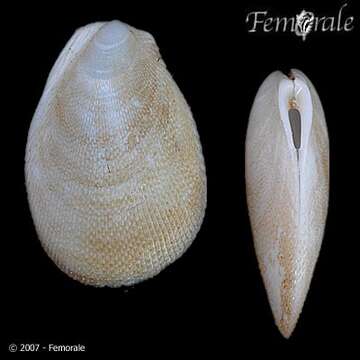 Ctenoides annulatus (Lamarck 1819)的圖片