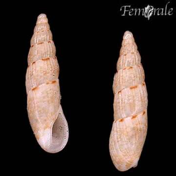 Image of dovesnail