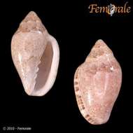 Image of <i>Marginella piperata albocincta</i> Sowerby 1846