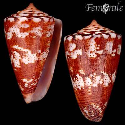 Image of Conus ziczac Megerle von Mühlfeld 1816