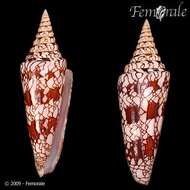 Image of cone snails