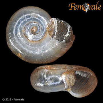 Image de Planorbidae