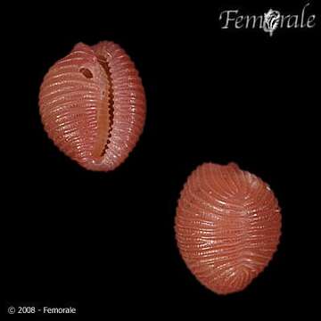 Image of Pseudopusula Fehse & Grego 2014