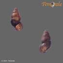 Imagem de <i>Fluvio<i>pupa</i> gracilis</i> pupa