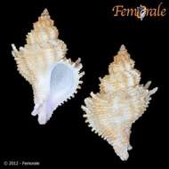 Image of Murex Snails and Allies