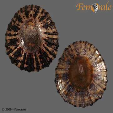 صورة Nacellidae Thiele 1891