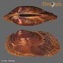 Image of bearded ark shell