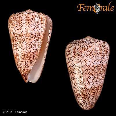 صورة Puncticulis