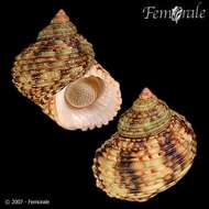 Image of turban snail